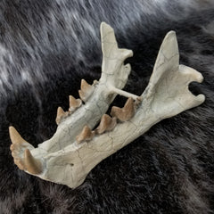 Sabertooth Cub Fossil Skull