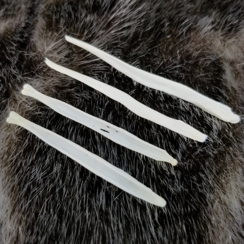 Fox Penis Bones (Baculums)