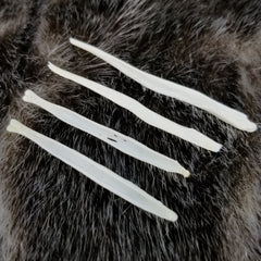 Fox Penis Bones (Baculums)