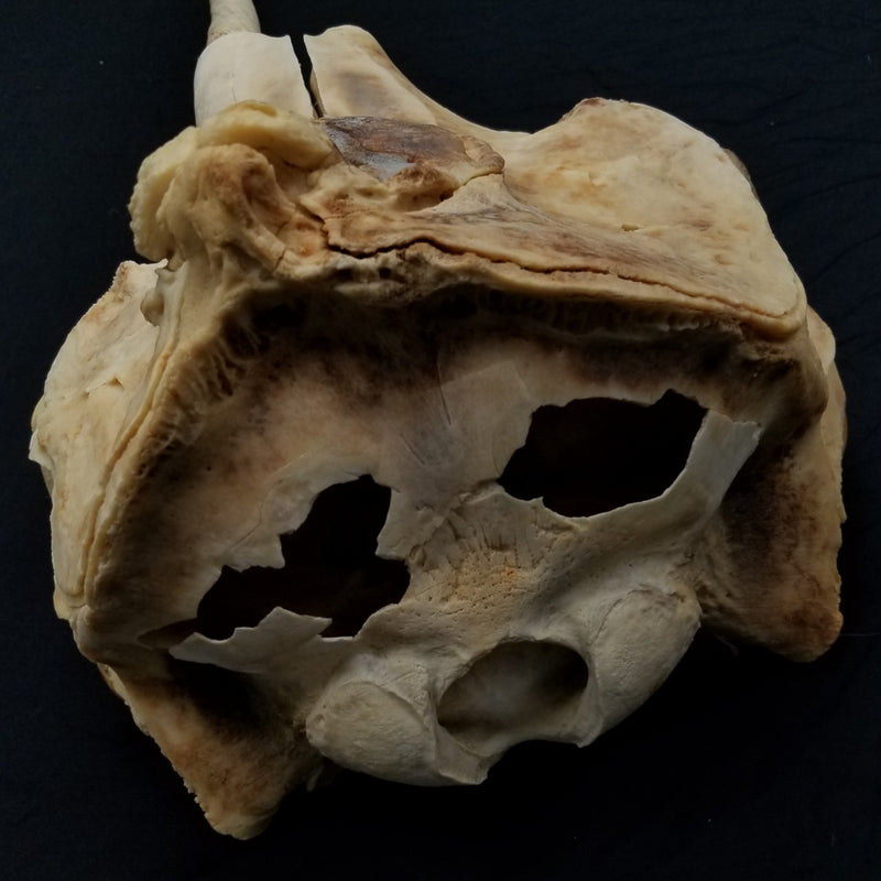 Narwhal Skull, 5' 7" Tusk
