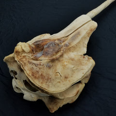 Narwhal Skull, 5' 7