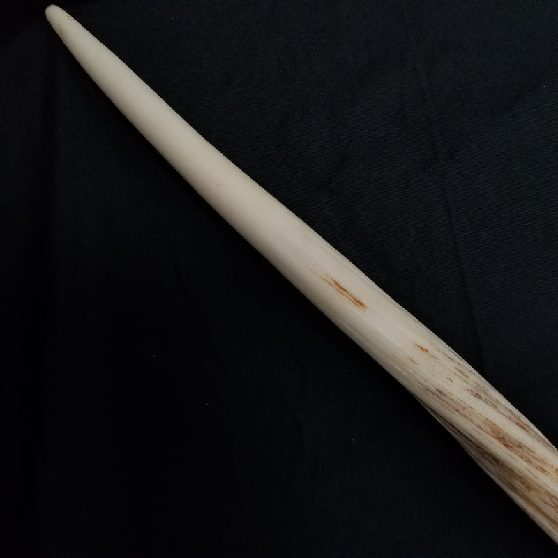 Narwhal Skull, 5' 7" Tusk