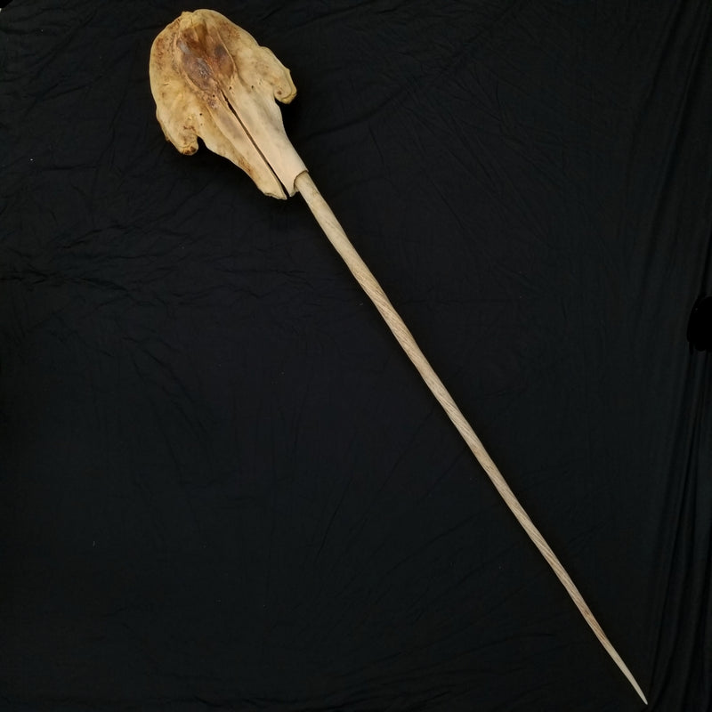 Narwhal Skull, 5' 7" Tusk