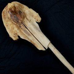 Narwhal Skull, 5' 7