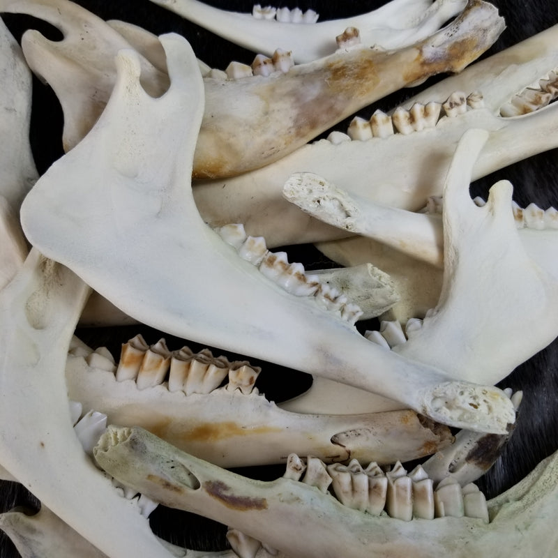 Lamb Jaw Halves
