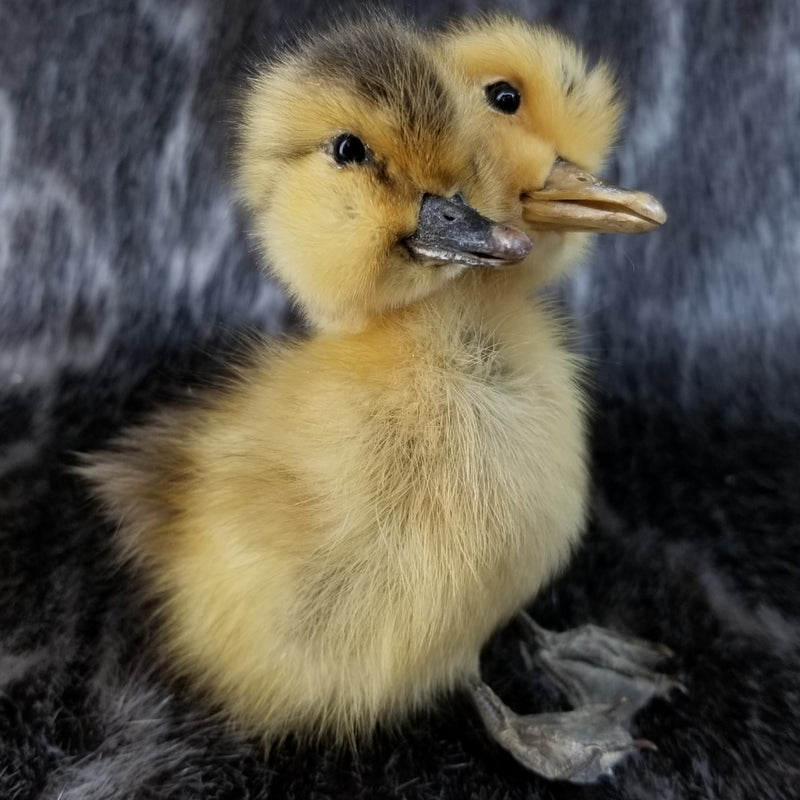 Two Headed Duckling, Taxidermy