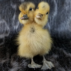 Two Headed Duckling, Taxidermy