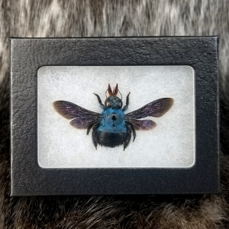 Blue Carpenter Bees