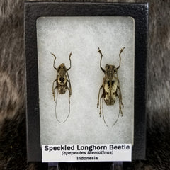 Speckled Longhorn Beetle Pairs