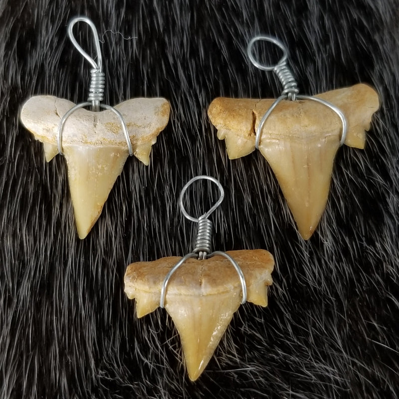 Fossil Shark Tooth Pendants