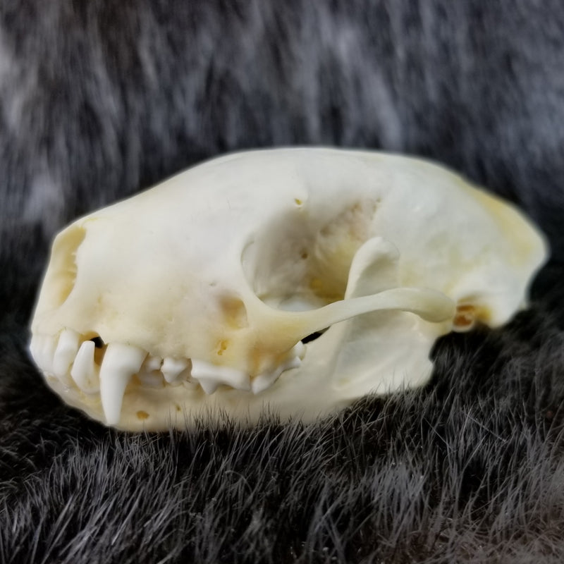 Striped Skunk Skulls