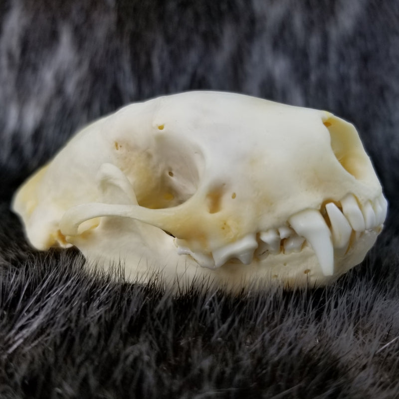 Striped Skunk Skulls