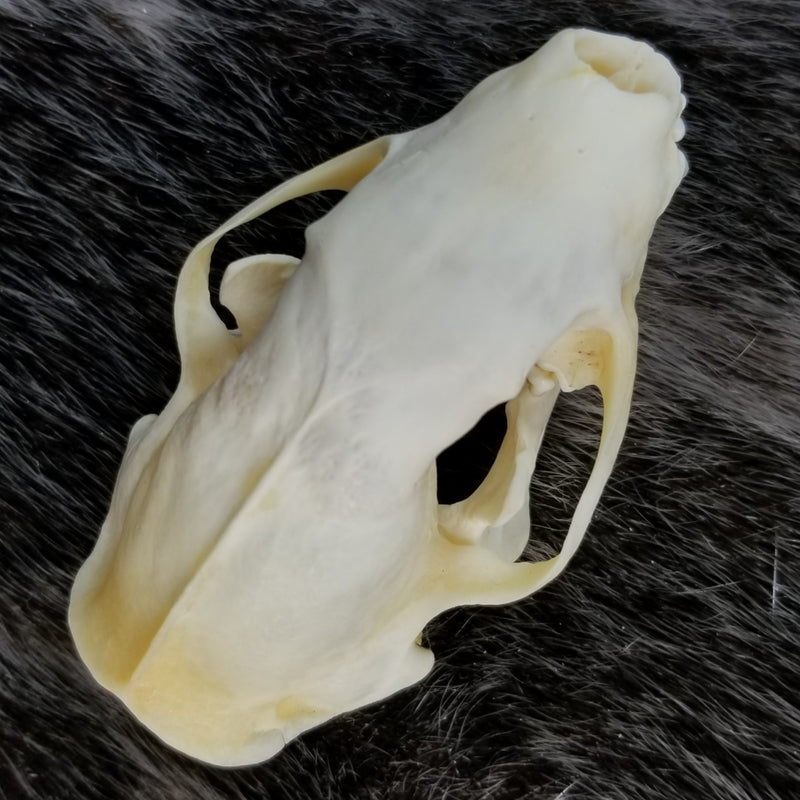 Striped Skunk Skulls