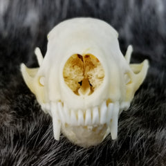 Striped Skunk Skulls