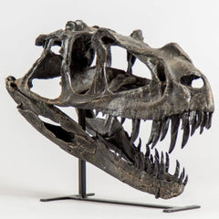 Ceratosaurus Dinosaur Skull, Juvenile (CAST)
