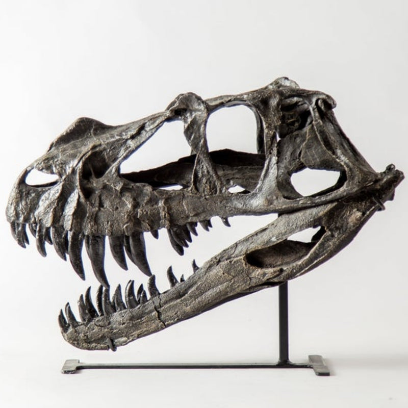 Ceratosaurus Dinosaur Skull, Juvenile (CAST)