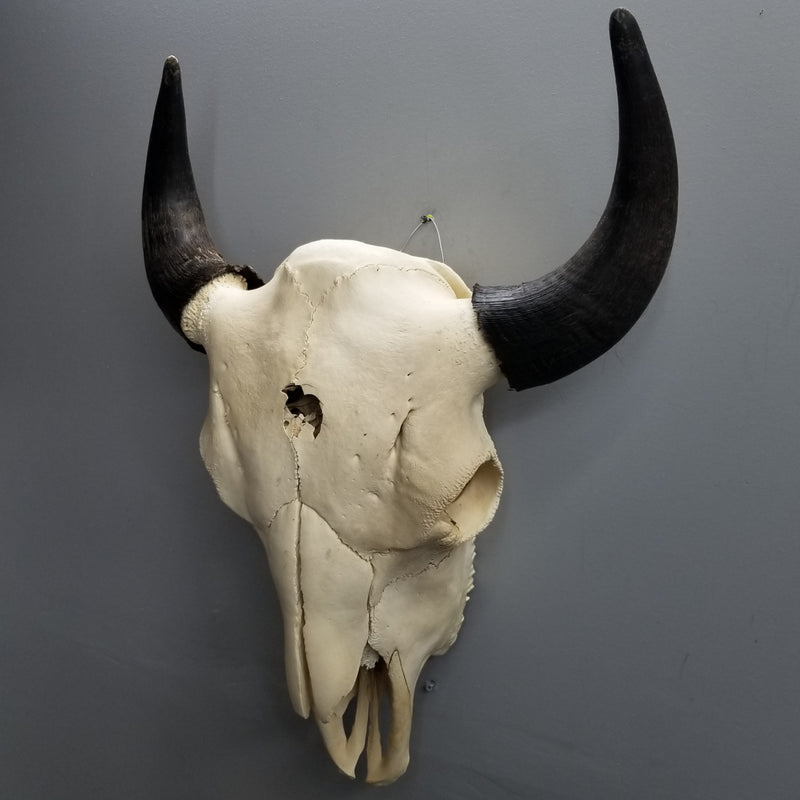Bison Skull (SALE)