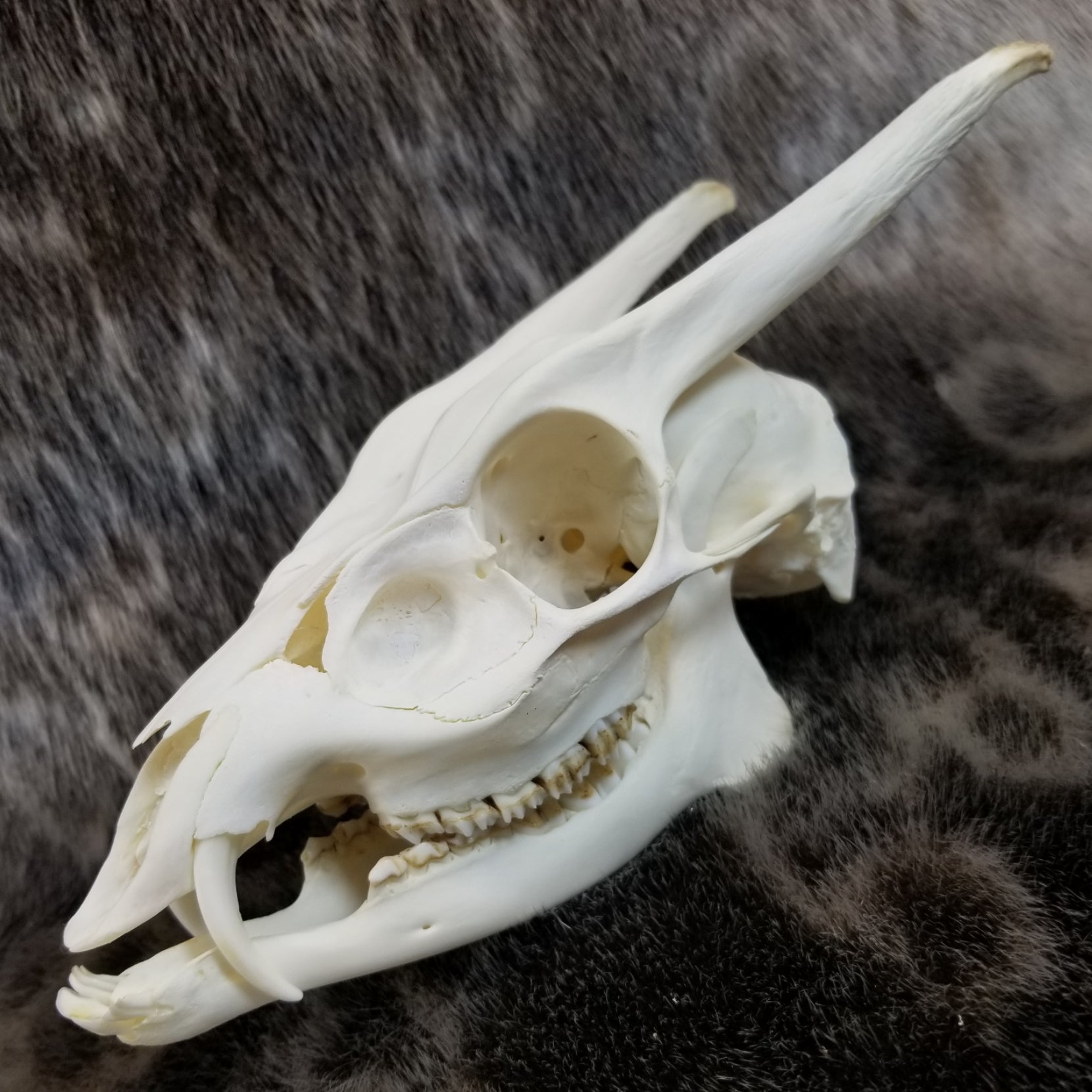 Muntjac Deer Skull Muntjac deer skull