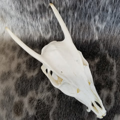 Muntjac, Fanged Deer