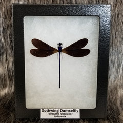 Gothwing Damselfly