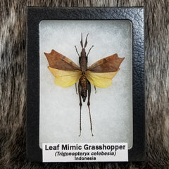 Leaf Mimic Grasshopper