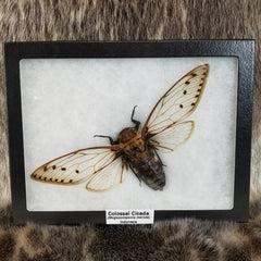 Colossal Cicada