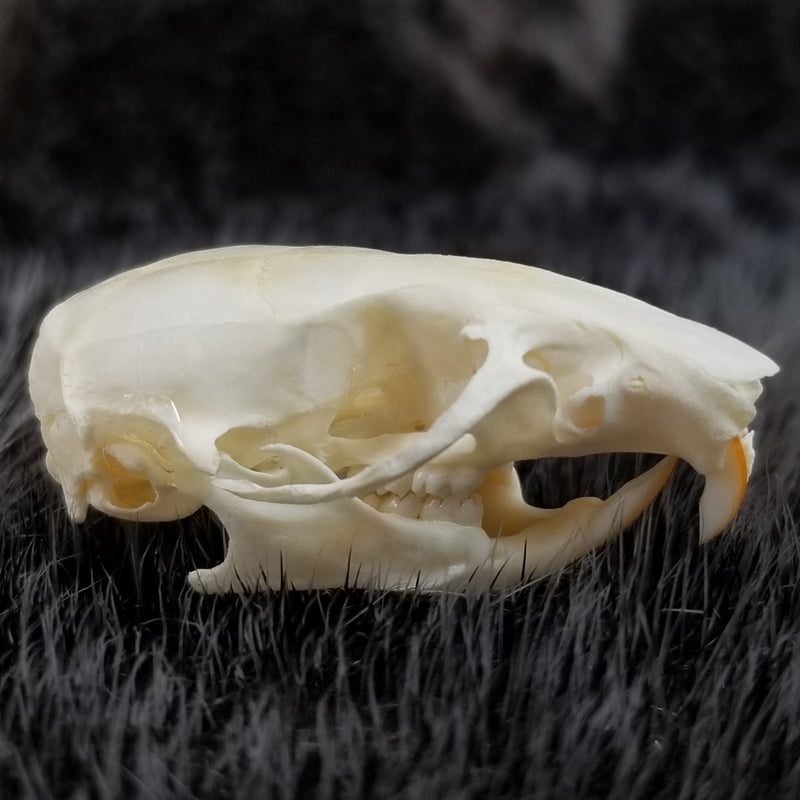 Domestic Rat Skulls