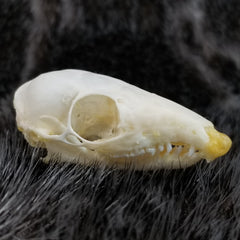 Asian Treeshrew Skulls