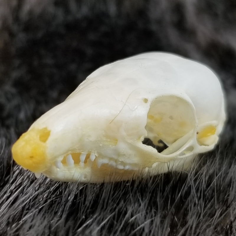 Asian Treeshrew Skulls