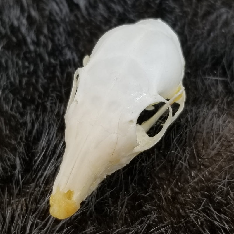 Asian Treeshrew Skulls