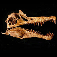 Spinosaurus Dinosaur Skull (CAST)