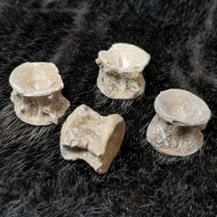 Fossil Fish Vertebrae (SALE)