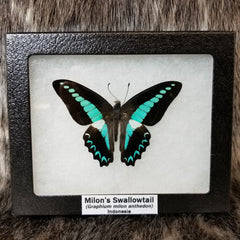 Milon's Swallowtail Butterflies