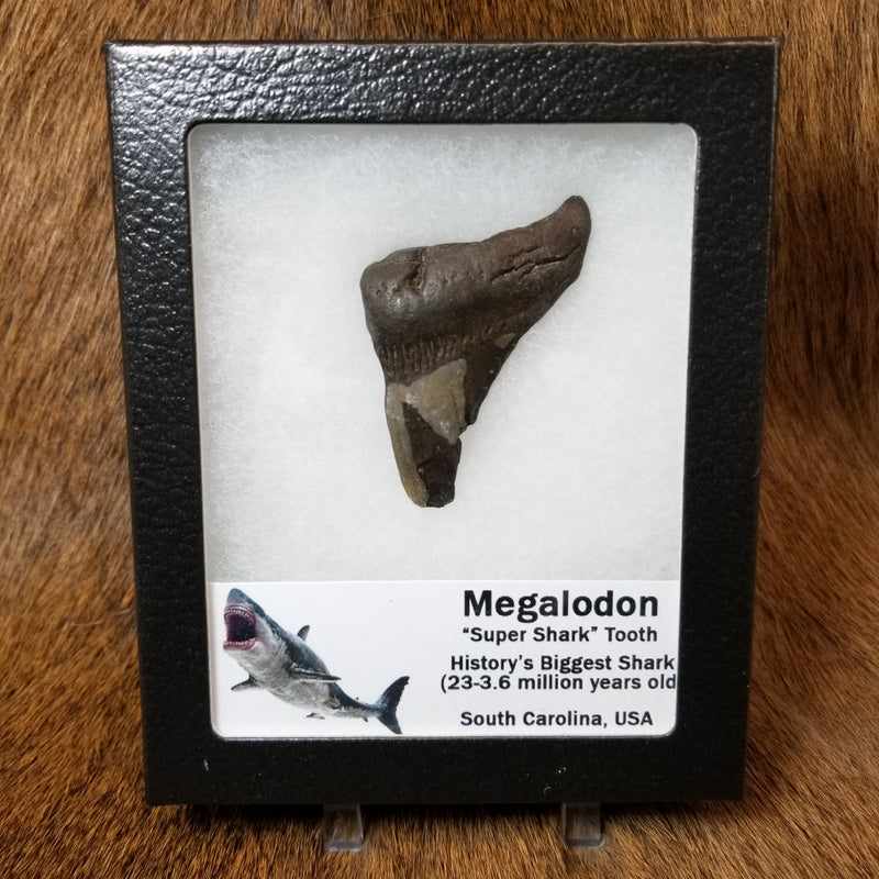 Megalodon Teeth, Framed
