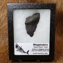Megalodon Teeth, Framed