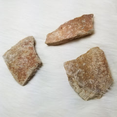 Fossil Turtle Shell Fragments