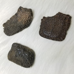 Fossil Armadillo Armour Plates (Scutes)