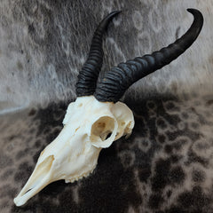 Springbok Skulls, Male