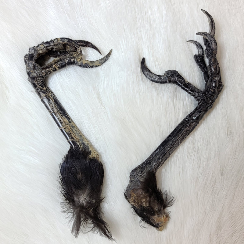 Carrion Crow Feet
