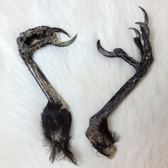 Carrion Crow Feet