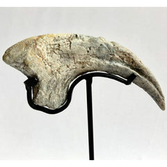 Allosaurus Dinosaur Claw (3