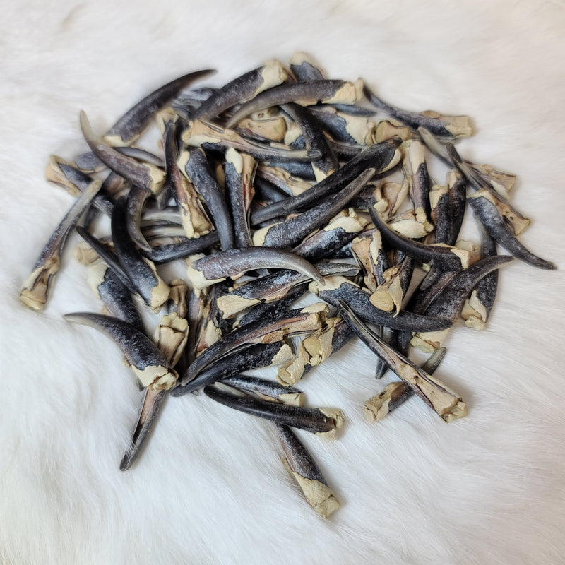 Harp Seal Claws