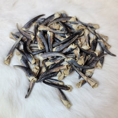 Harp Seal Claws