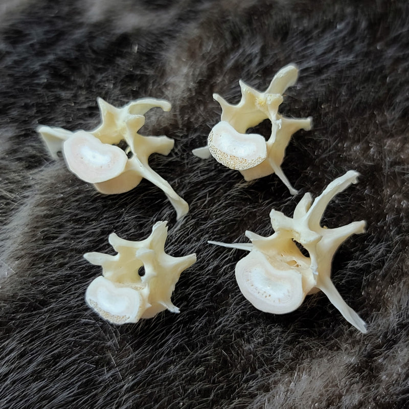 Red Ruffed Lemur Vertebrae