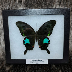 Jungle Jade Butterfly