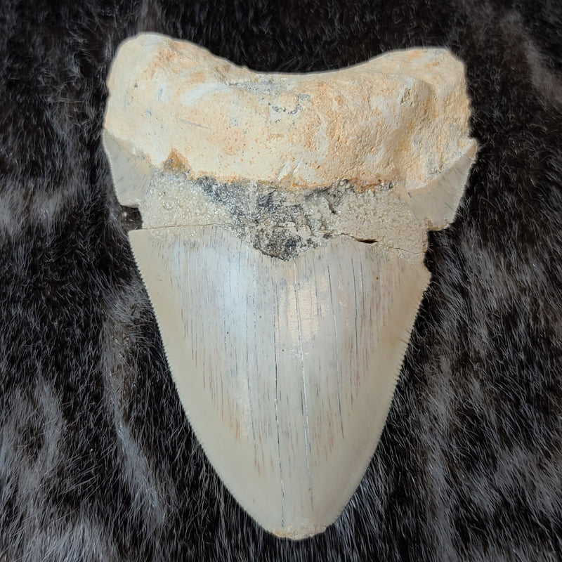 Megalodon Tooth, Carribean 4.75" (SALE)