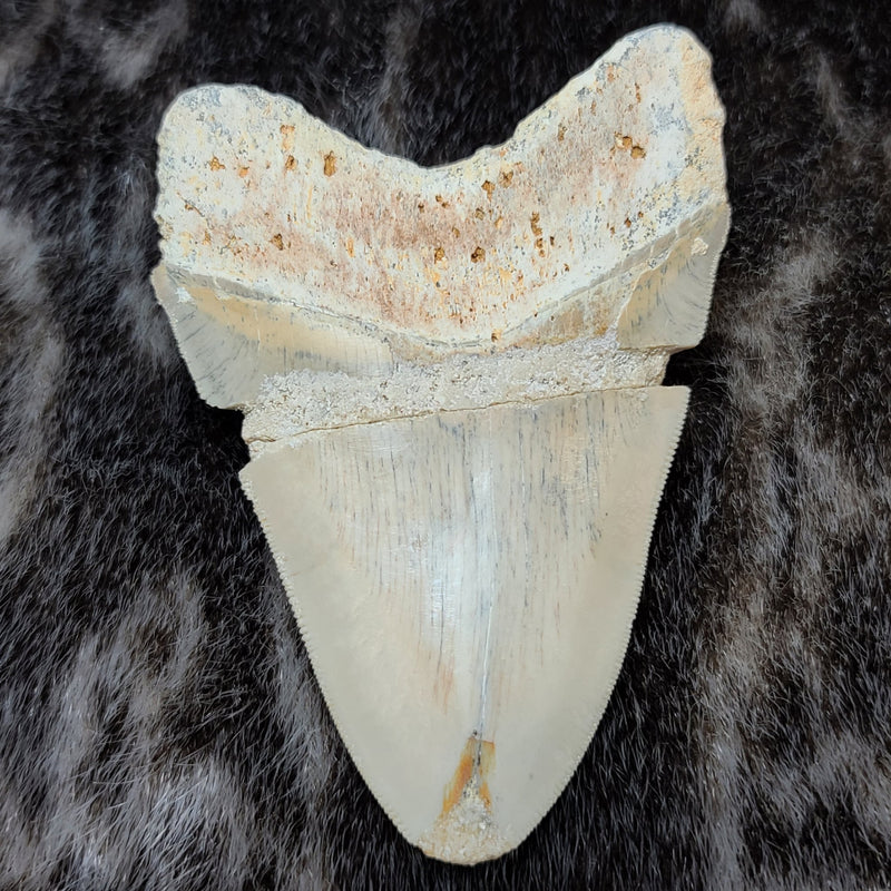 Megalodon Tooth, Carribean 4.75" (SALE)