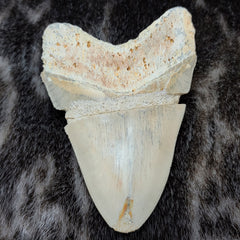 Megalodon Tooth, Carribean 4.75