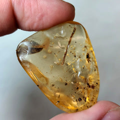 Madagascar Copal (Young Amber)