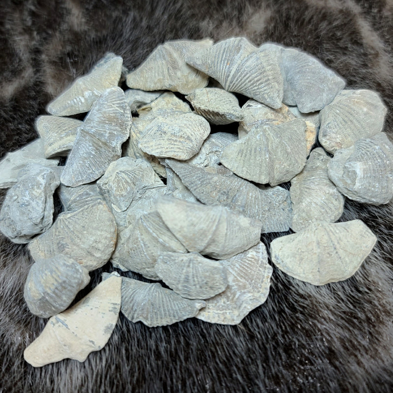 Brachiopod Fossil Shells